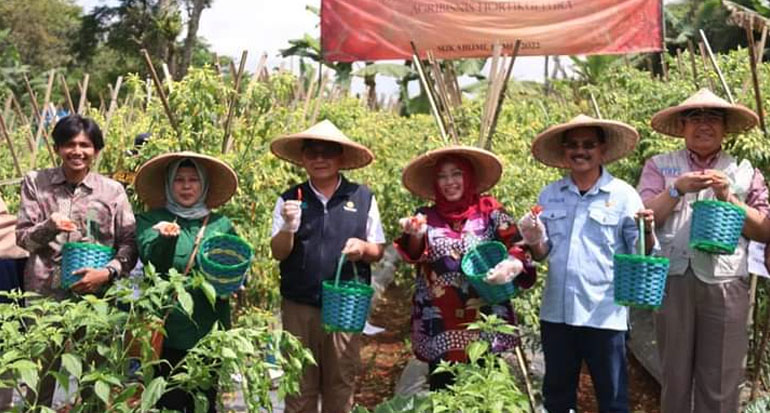 Wakil Bupati Sukabumi Iyos Somantri melaksanakan panen perdana cabai rawit merah bersama Kemenko Perekonomian RI di Kampung Lemahduhur, Desa Margaluyu, Kecamatan Sukaraja 