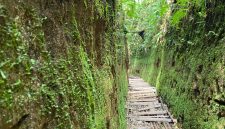 Wisata Rintisan Lorong Lumut yang terletak di Resort Pemangkuan Hutan (RPH) Lembang,