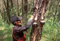 Aktifivitas Penyadap Getah Pinus.