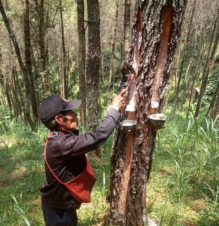 Aktifivitas Penyadap Getah Pinus.